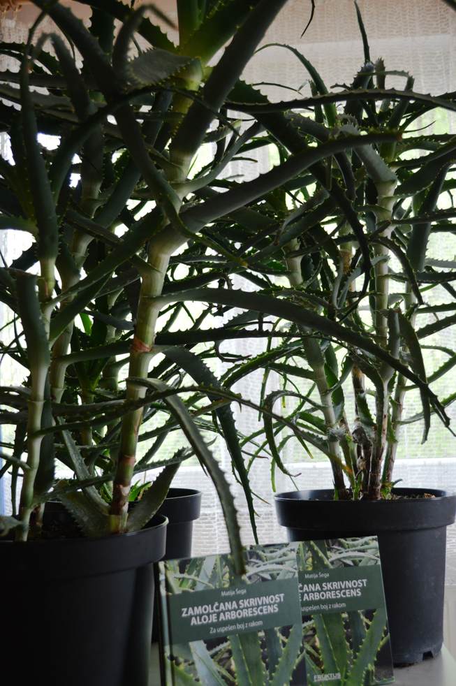 Rastlina aloe arborescens.