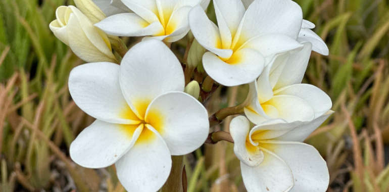 Havajski Mastermind - oddih Intuitivnih vodij