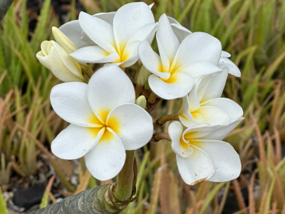 Havajski Mastermind - oddih Intuitivnih vodij