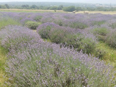 Sami sebi smo najboljši terapevt