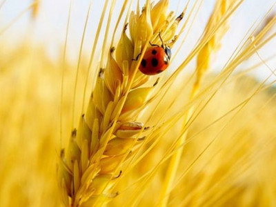 Sporočilce - Objem Duše