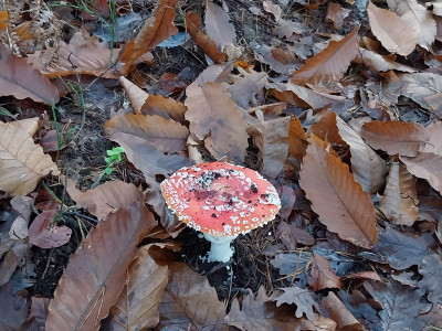 Ste kontrolfrik? Odgovorite na ta vprašanja in preverite 