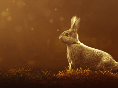  2023 je leto JIN ZAJCA - kaj nam prinaša?