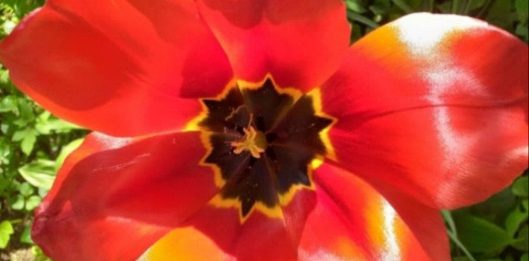 Prisluhni naravi za rešitve epidemije utrujenosti