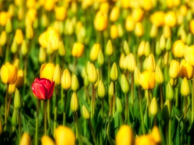 Prepoznajmo svojo edinstvenost
