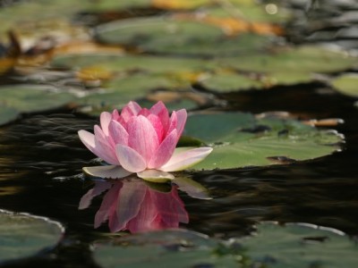 3 miti o notranjem miru