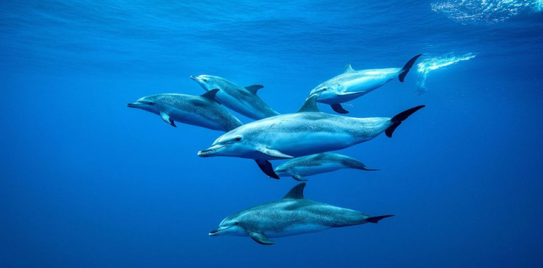 Izkustveno potovanje in plavanje z DELFINI v Sataya dolphin reef