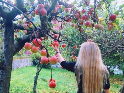 JABOLKO: Sadež Modrosti 