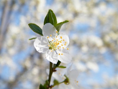 Češnjelika sliva - Cherry plum (Prunus cerasifera)