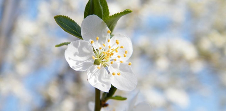 Češnjelika sliva - Cherry plum (Prunus cerasifera)