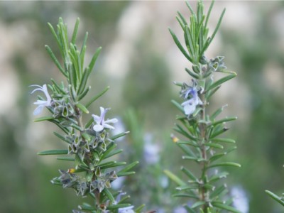 Eterična olja in herpes