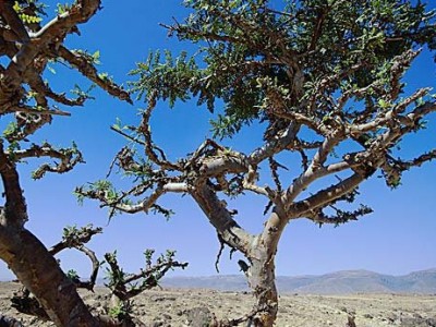 Kadilna bosvelija: sveti vonj za življenjske tranzicije