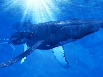 Živalski vodnik - kit