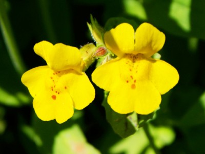 Krinkar - Mimulus (Mimulus guttatus)