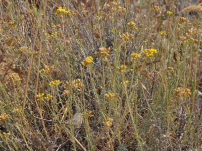 Aromatični mediteran