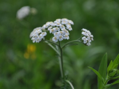 Rman (Achillea millefolium)