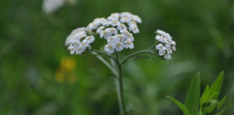 Rman (Achillea millefolium)