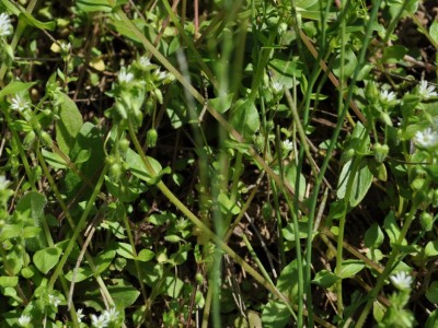 Navadna zvezdica (Stellaria media)