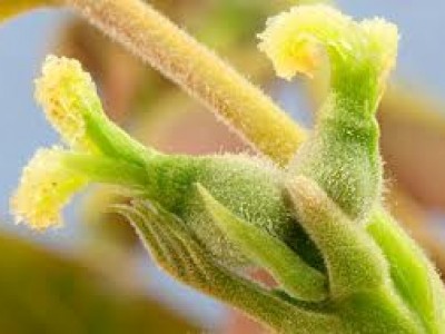 OREH - WALNUT  (Juglans regia)