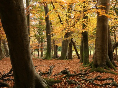 Reiki je del vsakdana