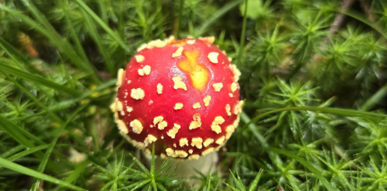 Simpozij tradicionalnih védenj: Rdeča mušnica (Amanita muscaria)