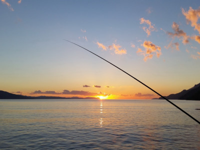 Ali raje izbereš Ribo ali Trnek?