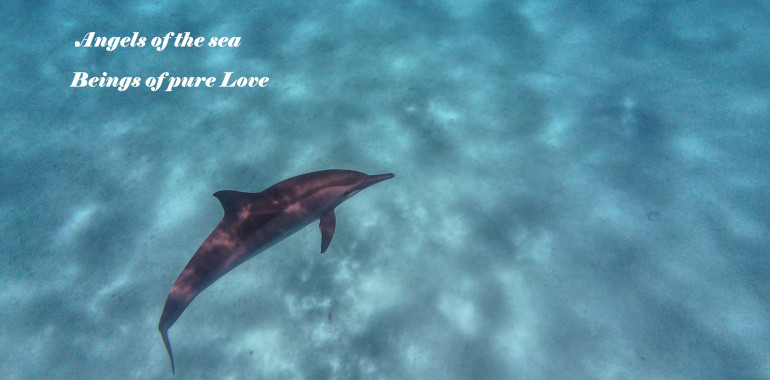 Plavanje z DELFINI v njihovem naravnem okolju 