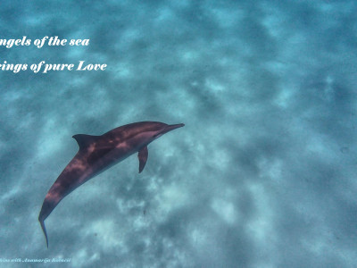 Plavanje z DELFINI v njihovem naravnem okolju 