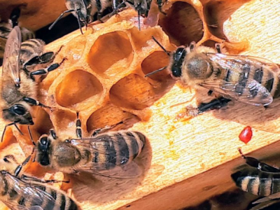 Brezmadežna spočetja, deviška rojstva in Fibonacci