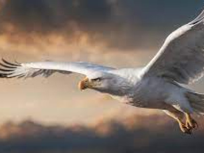 Meditacija: Z belimi orli do višje vibracije zavedanja