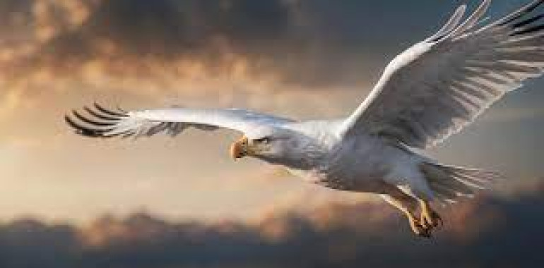 Meditacija: Z belimi orli do višje vibracije zavedanja