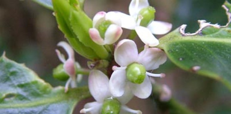 Bodika-Holly (Ilex aquifolium)