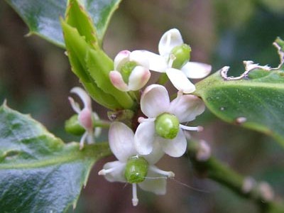 Bodika-Holly (Ilex aquifolium)