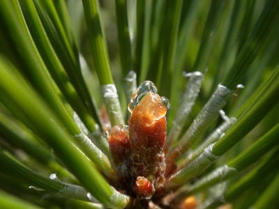 BOR - PINE  (Pinus sylvestris)