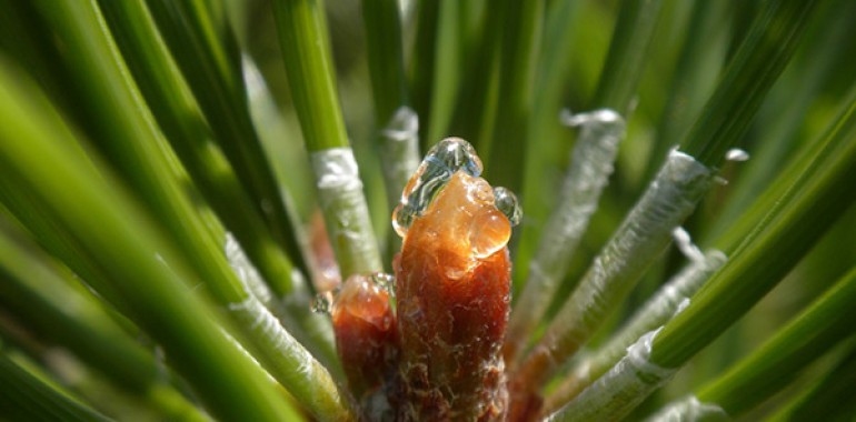 BOR - PINE  (Pinus sylvestris)