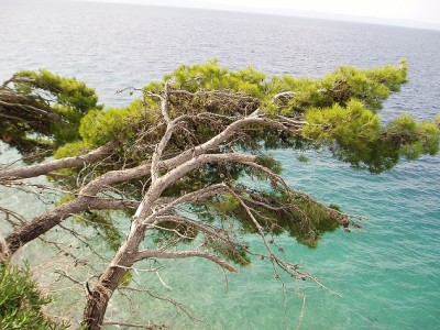 Kaj šepetajo angeli za julij?