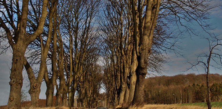 Brest - Elm - Ulmus procera