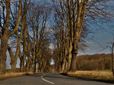 Brest - Elm - Ulmus procera