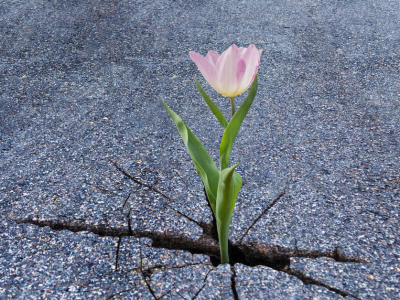 "Gnojilo" za osebno rast