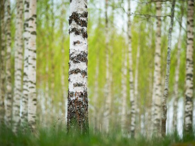 Bela princesa: breza