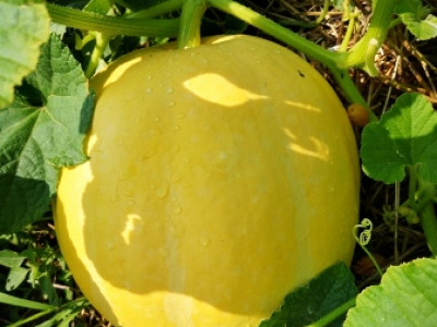 Kaj nam prinaša september?