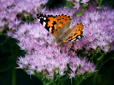 Tedenska energijska napoved (13. - 20. 4. 2025): idealen čas, da se osredotočite na dolgoročne cilje!