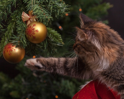 Solarno novo leto - ne čutite da smo že stopili v novo leto?