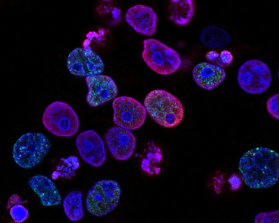 DMMD - delavnica telesnega procesa