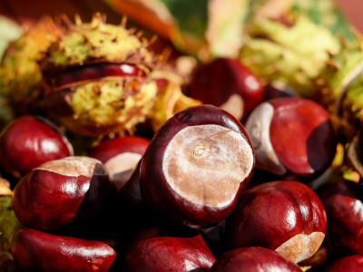 Divji kostanj: zdravilne lastnosti, uporaba in sodobna dognanja