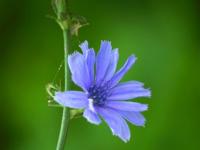 Cikorija - Cicory (Cichorium intybus)