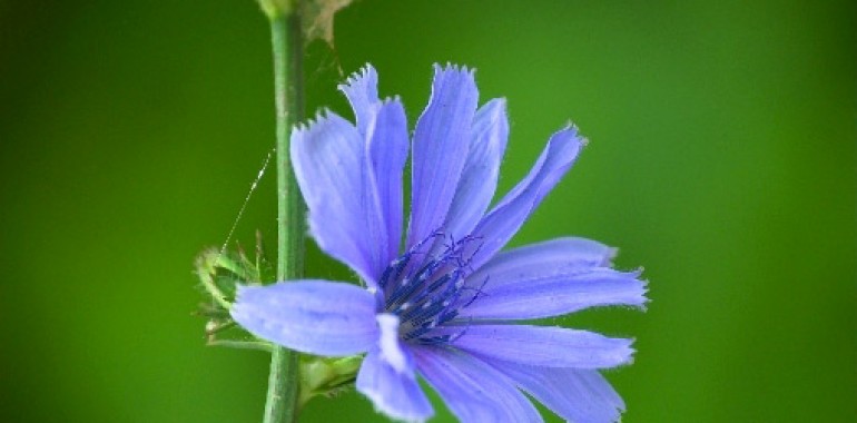 Cikorija - Cicory (Cichorium intybus)