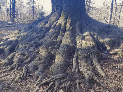 Kakor zgoraj, tako spodaj.