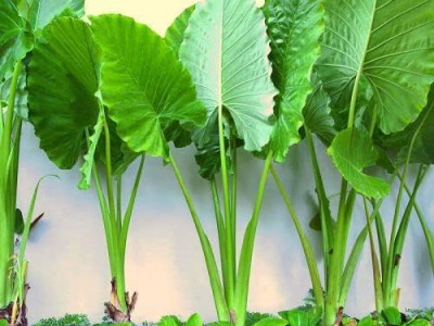 Prednosti in uporaba taro korena kot zdravilne rastline 