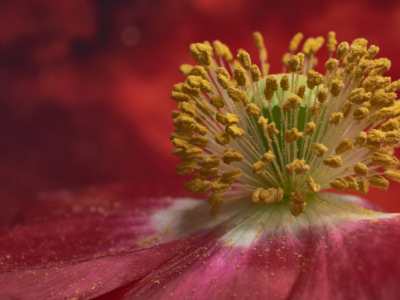 Navdih v »spužvicah«